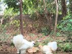 White Showgirl Rooster