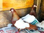 White Side Tumbler Pigeon