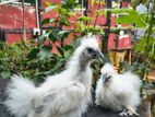 White Silkie chicken