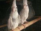 Albino Cockatiel Breeding Pair