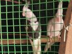 Whiteface Cocatail Breeding Pair