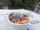 Whiteface Cockatiel Chick