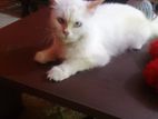 Persian Female Cat