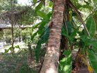 Land for Sale Gonahena