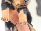 Rottweiler Puppy