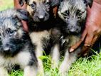 German Shepherd Puppies