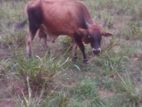 Cows - ගවයා