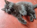Persian Kitten