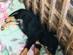 Rottweiler Puppy