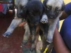 German Shepherd Puppies