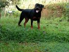 Rottweiler Dog