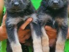 German Shepherd