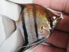 Wild Angel Fish