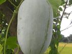 Winter Melon | පුහුල්