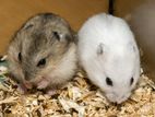 Winter White and Campbell Hamsters