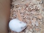Winter White Dwarf Hamster