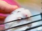 Winter White Hamster