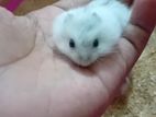 Winter White Hamster