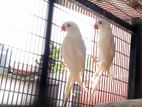 White Ringneck Birds