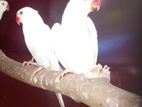 wite Ring neck birds