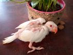 White Parrot