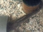 Wood Catfish