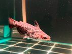 Wood Catfish