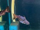 Wood Catfish