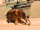 Wooden Elephant Figurine