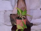 Wooden Wall Ornament