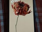 Xiaomi 13 Redmi Note Pro 5G (Used)