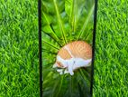 Xiaomi Redmi A3 (Used)