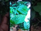 Xiaomi Redmi Note 7 (Used)