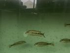 Xingu Peacock Bass