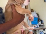 XL American Bull