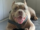 XL American Bully For Crossing