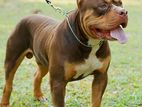 XL American Bully for Stud