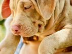 XL American Bully Male Puppies