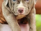 Xl American Bully Puppies