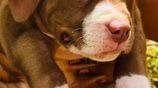 Xl American Bully Puppies