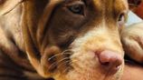Xl American Bully Puppies