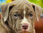 Xl American Bully Puppies