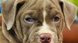 Xl American Bully Puppies