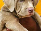 Xl American Bully Puppies