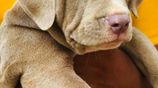 Xl American Bully Puppies