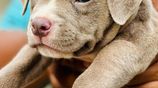 Xl American Bully Puppies