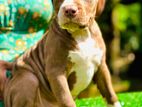 Xl American Bully Puppies