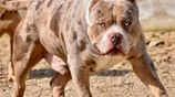 Xl American Bully Puppies