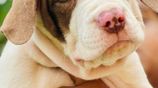 Xl American Bully Puppies