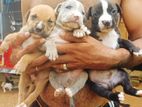 American Bully Puppies